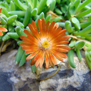 Alfombra naranja